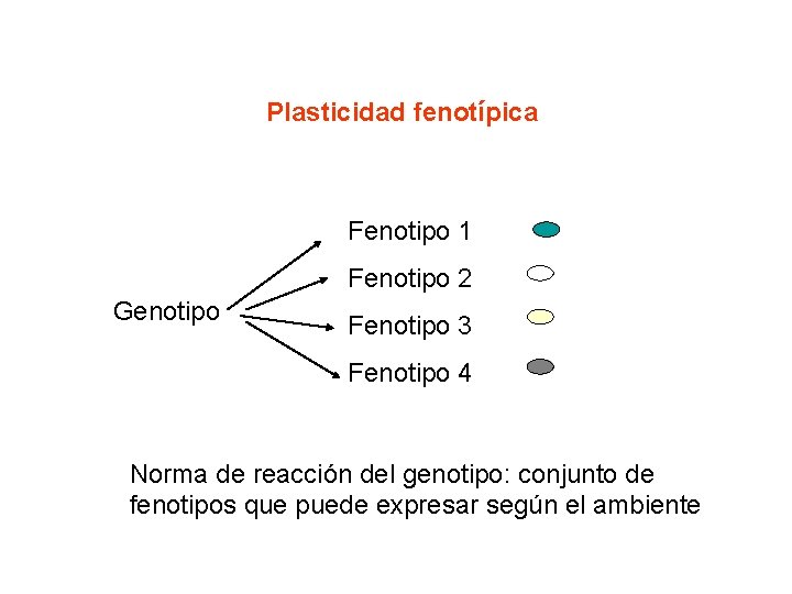 Plasticidad fenotípica Fenotipo 1 Fenotipo 2 Genotipo Fenotipo 3 Fenotipo 4 Norma de reacción Plasticidad fenotípica Fenotipo 1 Fenotipo 2 Genotipo Fenotipo 3 Fenotipo 4 Norma de reacción