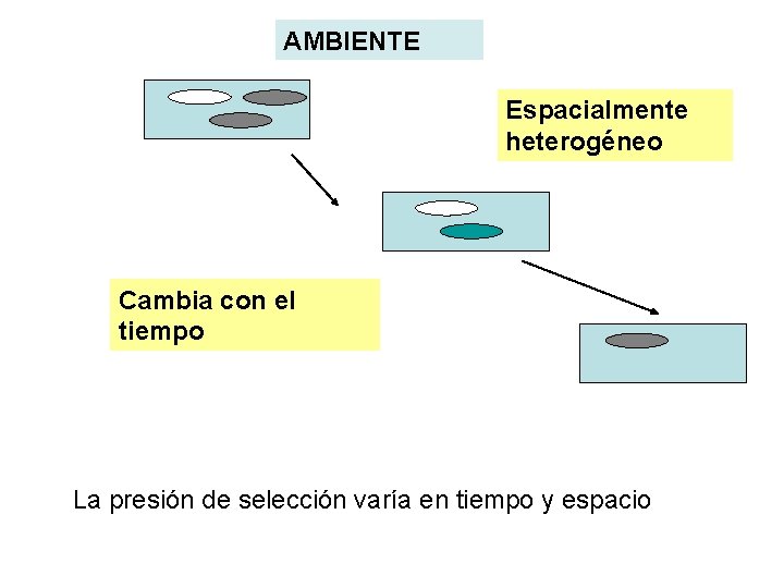 AMBIENTE Espacialmente heterogéneo Cambia con el tiempo La presión de selección varía en tiempo AMBIENTE Espacialmente heterogéneo Cambia con el tiempo La presión de selección varía en tiempo
