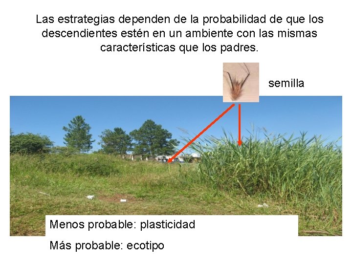 Las estrategias dependen de la probabilidad de que los descendientes estén en un ambiente Las estrategias dependen de la probabilidad de que los descendientes estén en un ambiente