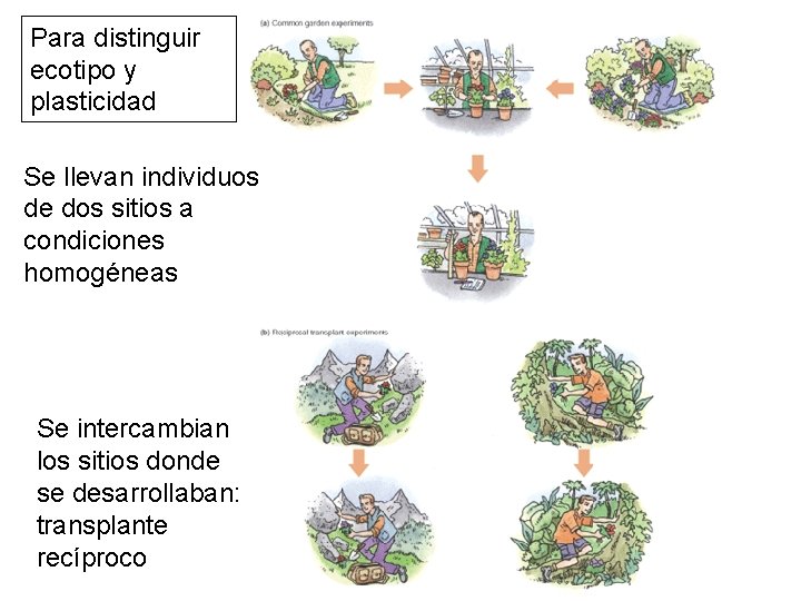 Para distinguir ecotipo y plasticidad Se llevan individuos de dos sitios a condiciones homogéneas Para distinguir ecotipo y plasticidad Se llevan individuos de dos sitios a condiciones homogéneas