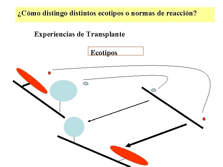 ¿Cómo distingo distintos ecotipos o normas de reacción? Experiencias de Transplante Ecotipos ¿Cómo distingo distintos ecotipos o normas de reacción? Experiencias de Transplante Ecotipos