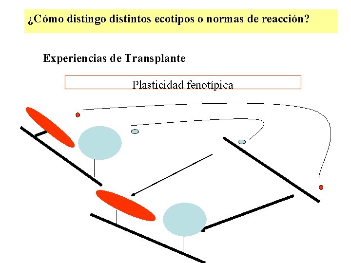¿Cómo distingo distintos ecotipos o normas de reacción? Experiencias de Transplante Plasticidad fenotípica ¿Cómo distingo distintos ecotipos o normas de reacción? Experiencias de Transplante Plasticidad fenotípica