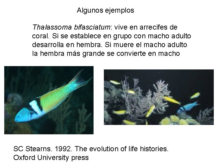 Algunos ejemplos Thalassoma bifasciatum: vive en arrecifes de coral. Si se establece en grupo Algunos ejemplos Thalassoma bifasciatum: vive en arrecifes de coral. Si se establece en grupo