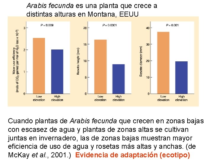 Arabis fecunda es una planta que crece a distintas alturas en Montana, EEUU Cuando Arabis fecunda es una planta que crece a distintas alturas en Montana, EEUU Cuando