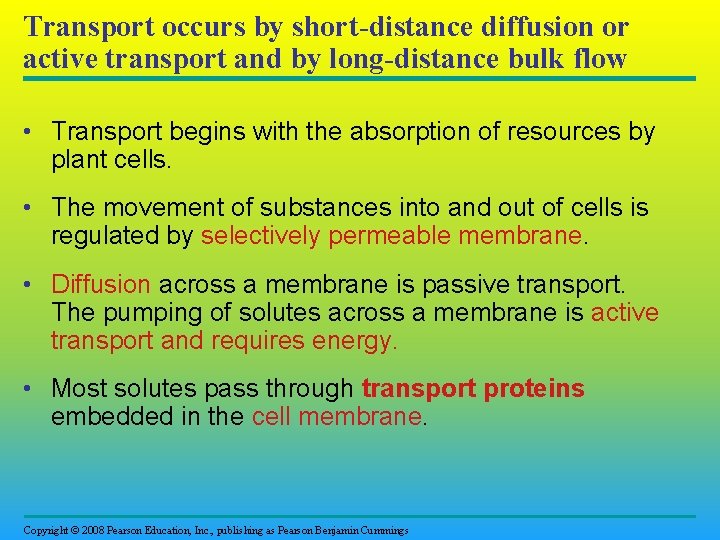 Transport occurs by short-distance diffusion or active transport and by long-distance bulk flow •