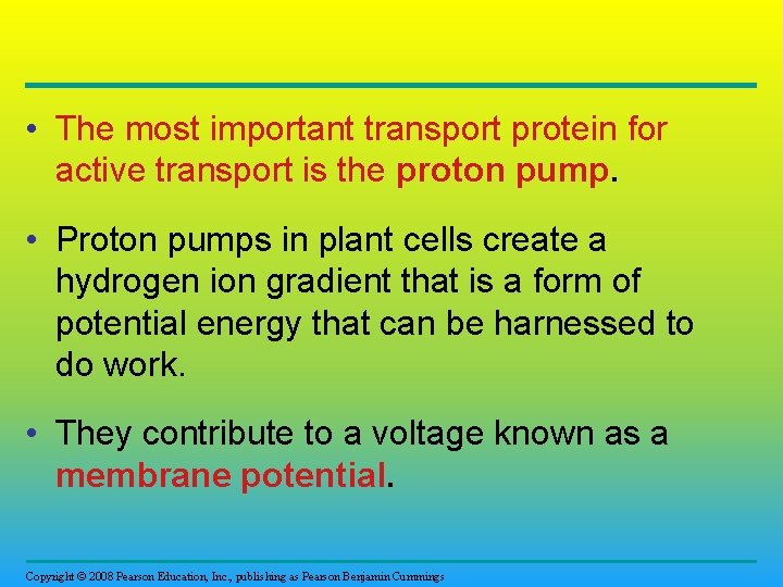  • The most important transport protein for active transport is the proton pump.