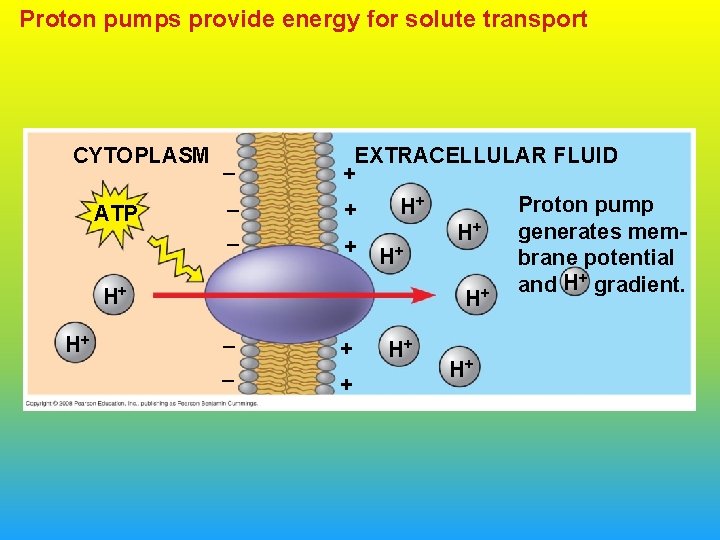 Proton pumps provide energy for solute transport CYTOPLASM _ ATP _ _ H+ H+