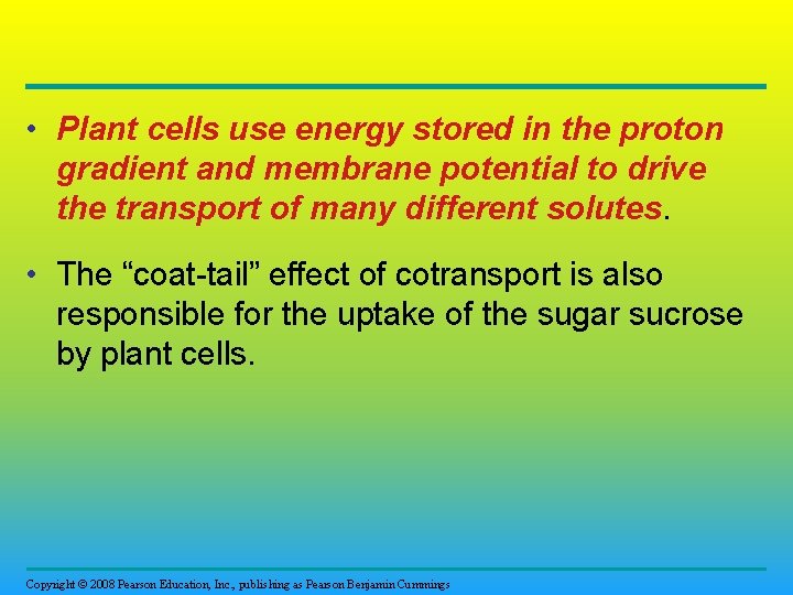  • Plant cells use energy stored in the proton gradient and membrane potential