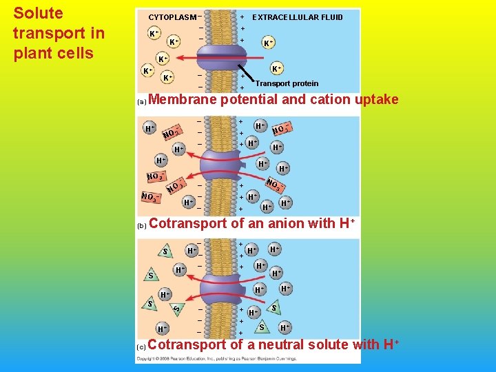 Solute transport in plant cells CYTOPLASM K+ K+ _ _ _ + EXTRACELLULAR FLUID