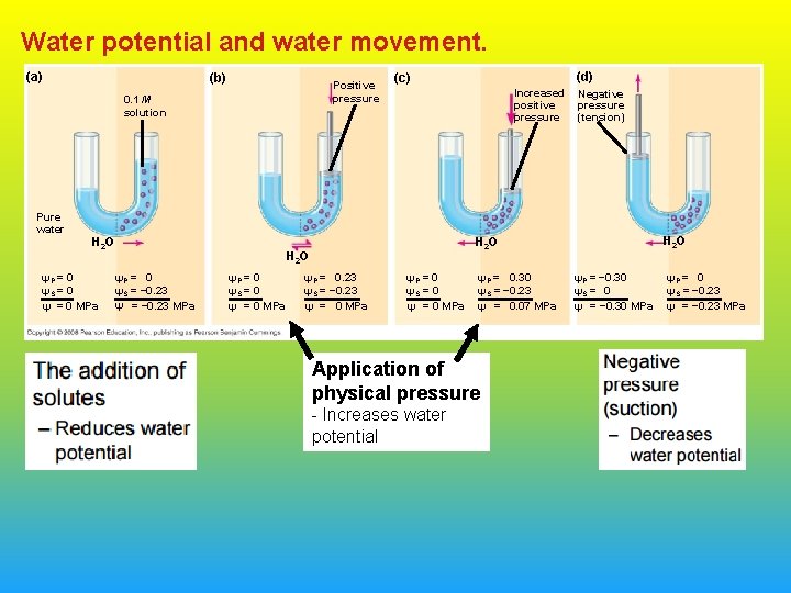 Water potential and water movement. (a) (b) Positive pressure 0. 1 M solution (d)