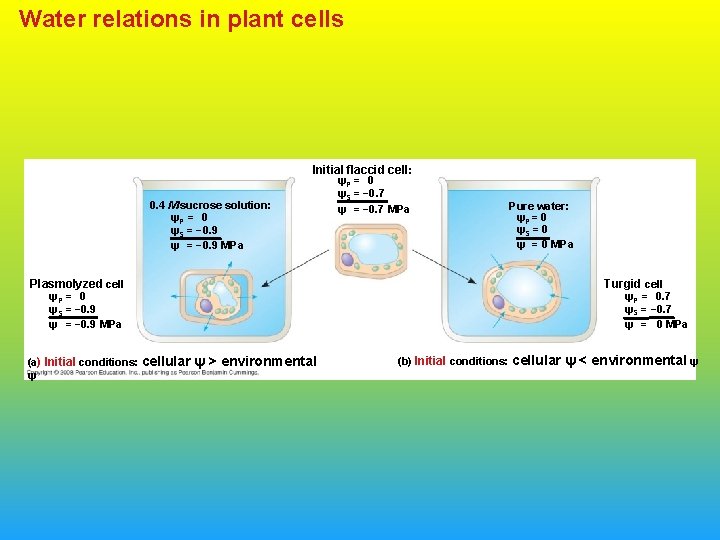 Water relations in plant cells Initial flaccid cell: 0. 4 M sucrose solution: ψP