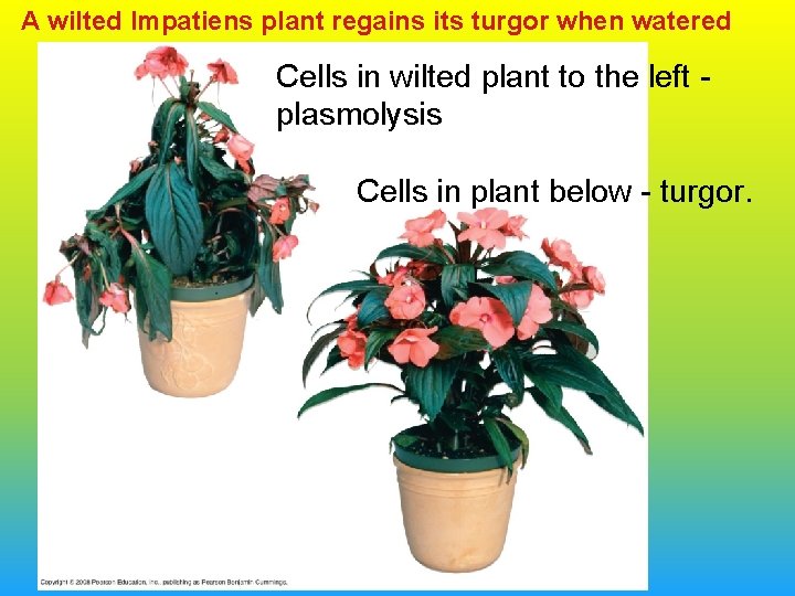 A wilted Impatiens plant regains its turgor when watered Cells in wilted plant to