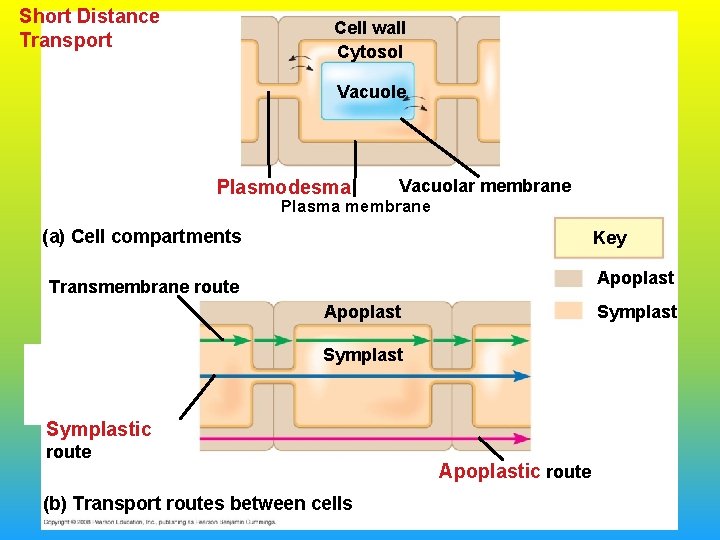 Short Distance Transport Cell wall Cytosol Vacuole Plasmodesma Vacuolar membrane Plasma membrane (a) Cell