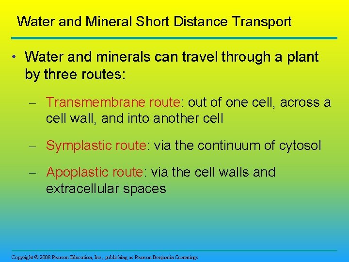 Water and Mineral Short Distance Transport • Water and minerals can travel through a