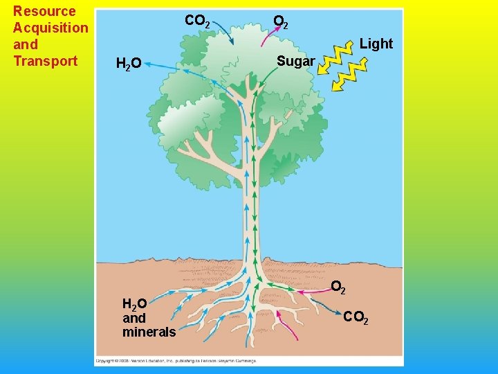 Resource Acquisition and Transport CO 2 Light H 2 O and minerals Sugar O