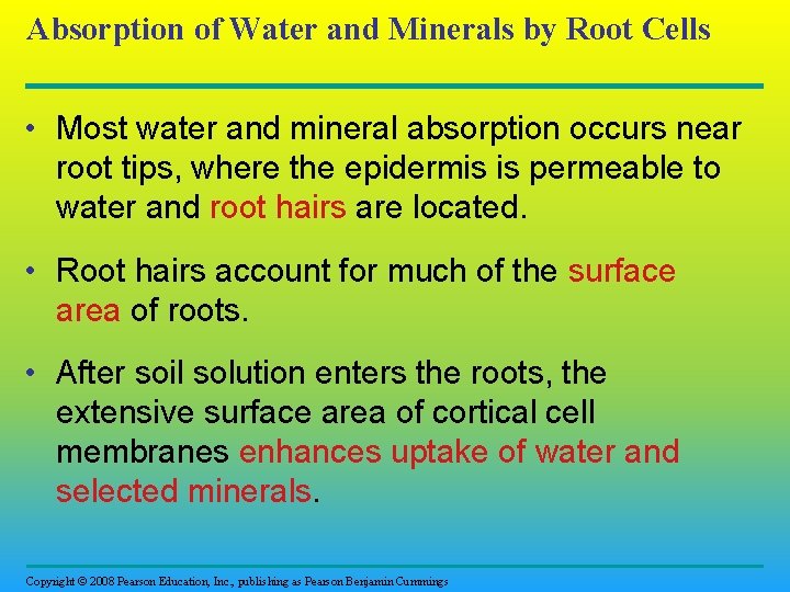 Absorption of Water and Minerals by Root Cells • Most water and mineral absorption