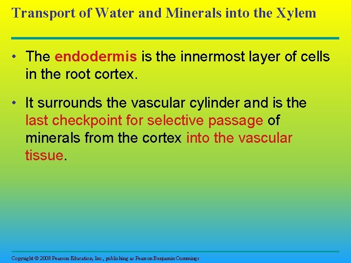 Transport of Water and Minerals into the Xylem • The endodermis is the innermost