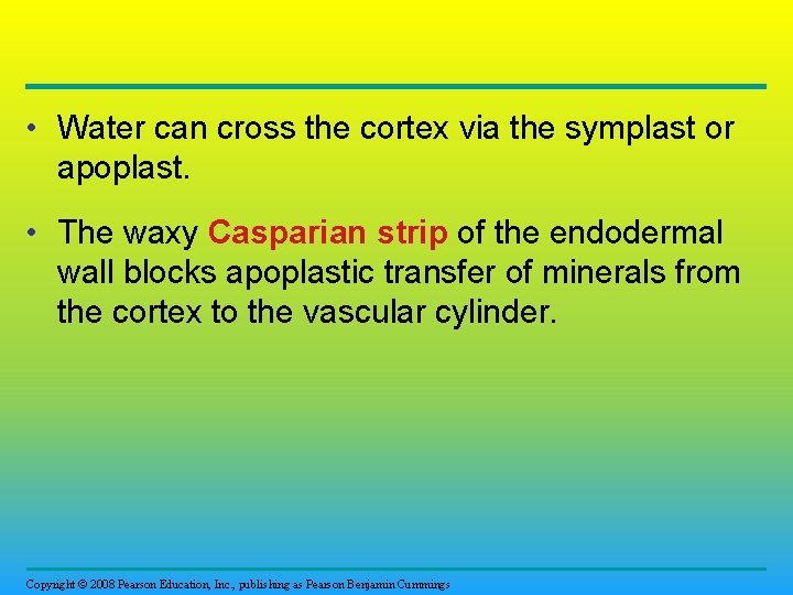  • Water can cross the cortex via the symplast or apoplast. • The