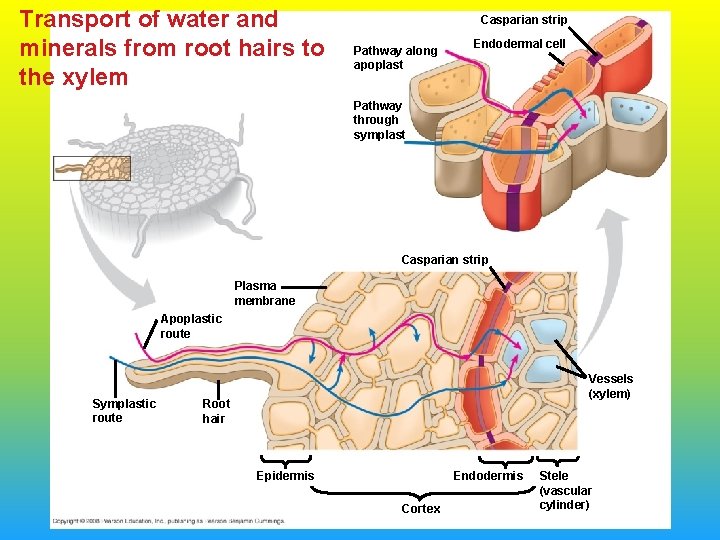 Transport of water and minerals from root hairs to the xylem Casparian strip Pathway