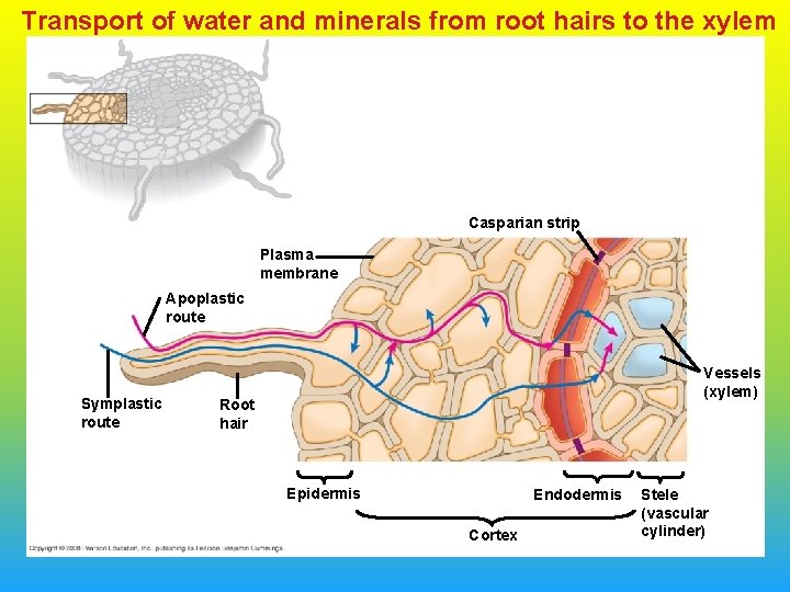 Transport of water and minerals from root hairs to the xylem Casparian strip Plasma