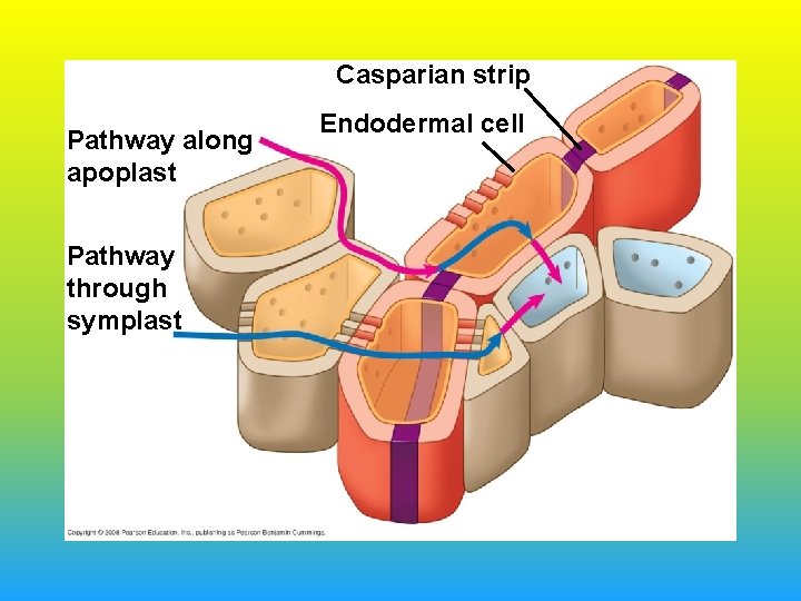 Casparian strip Pathway along apoplast Pathway through symplast Endodermal cell 