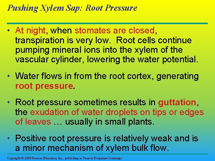 Pushing Xylem Sap: Root Pressure • At night, when stomates are closed, transpiration is