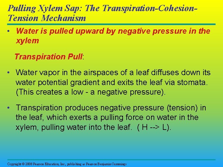 Pulling Xylem Sap: The Transpiration-Cohesion. Tension Mechanism • Water is pulled upward by negative
