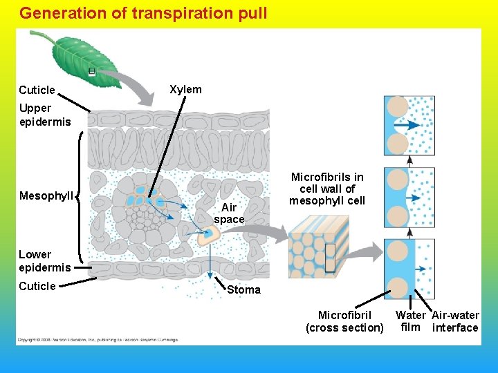 Generation of transpiration pull Cuticle Xylem Upper epidermis Mesophyll Air space Microfibrils in cell