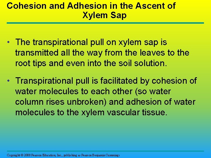 Cohesion and Adhesion in the Ascent of Xylem Sap • The transpirational pull on