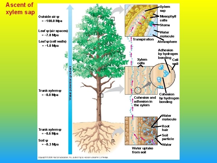 Xylem sap Outside air ψ = − 100. 0 Mpa Mesophyll cells Stoma Leaf