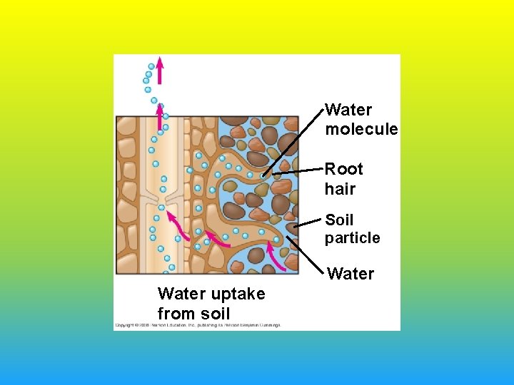 Water molecule Root hair Soil particle Water uptake from soil 