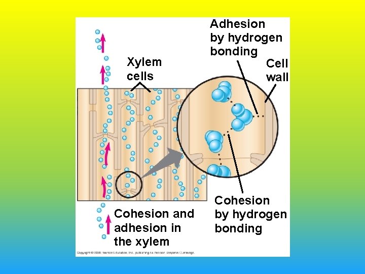 Xylem cells Cohesion and adhesion in the xylem Adhesion by hydrogen bonding Cell wall