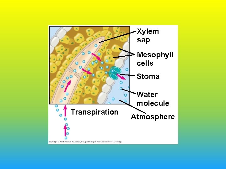 Xylem sap Mesophyll cells Stoma Water molecule Transpiration Atmosphere 