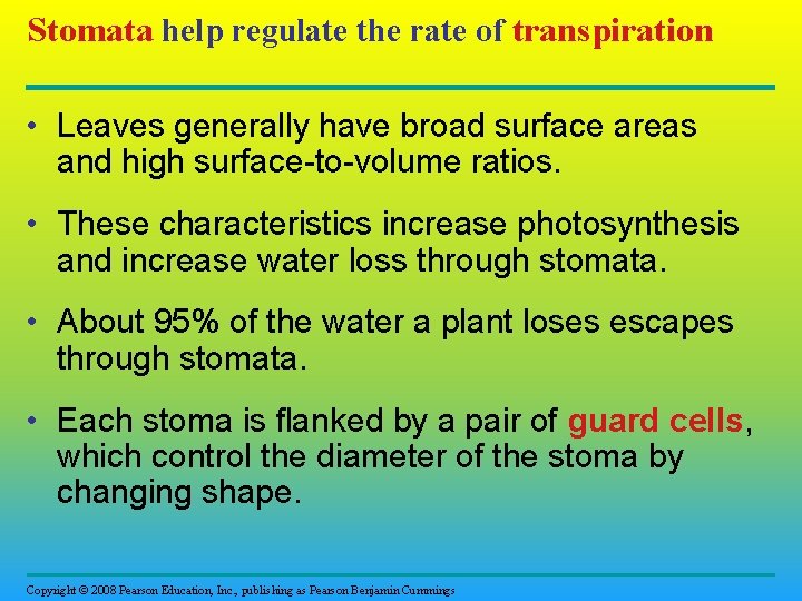 Stomata help regulate the rate of transpiration • Leaves generally have broad surface areas