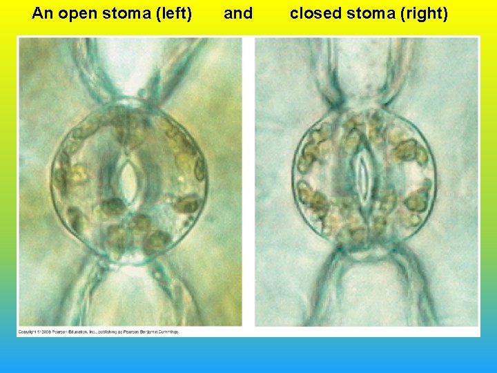 An open stoma (left) and closed stoma (right) 