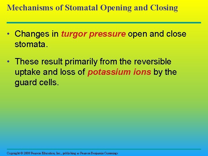 Mechanisms of Stomatal Opening and Closing • Changes in turgor pressure open and close