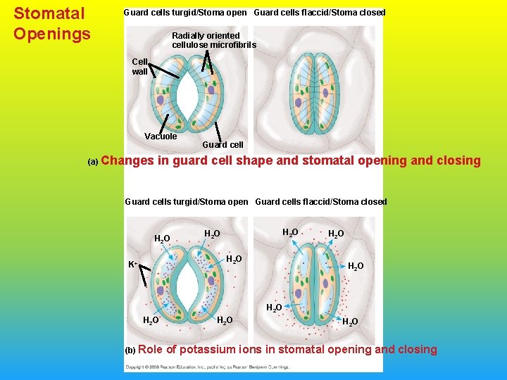 Stomatal Openings Guard cells turgid/Stoma open Guard cells flaccid/Stoma closed Radially oriented cellulose microfibrils