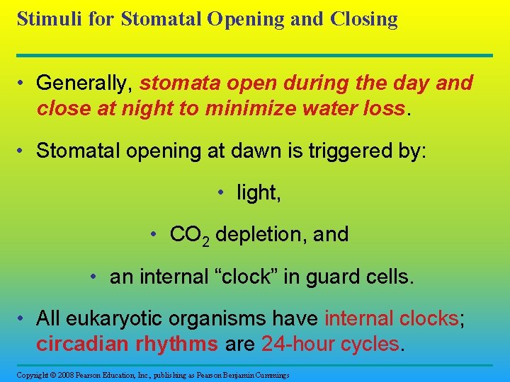 Stimuli for Stomatal Opening and Closing • Generally, stomata open during the day and
