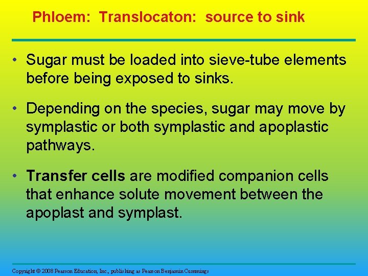 Phloem: Translocaton: source to sink • Sugar must be loaded into sieve-tube elements before