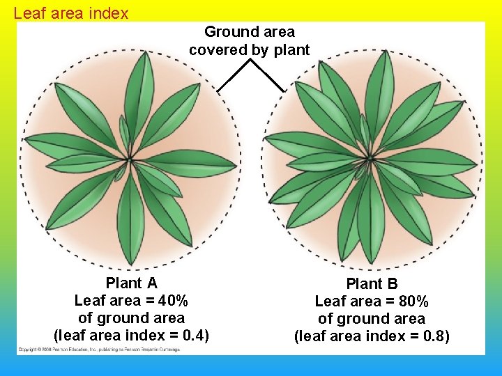 Leaf area index Ground area covered by plant Plant A Leaf area = 40%