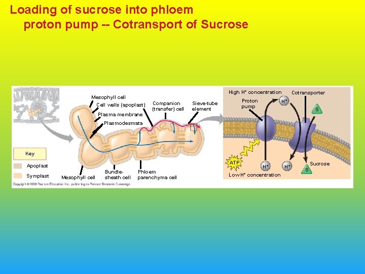 Loading of sucrose into phloem proton pump -- Cotransport of Sucrose Mesophyll cell Cell