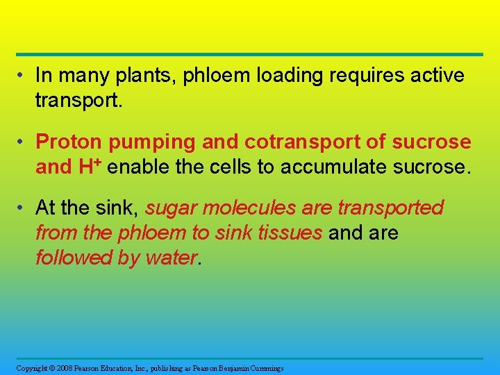  • In many plants, phloem loading requires active transport. • Proton pumping and