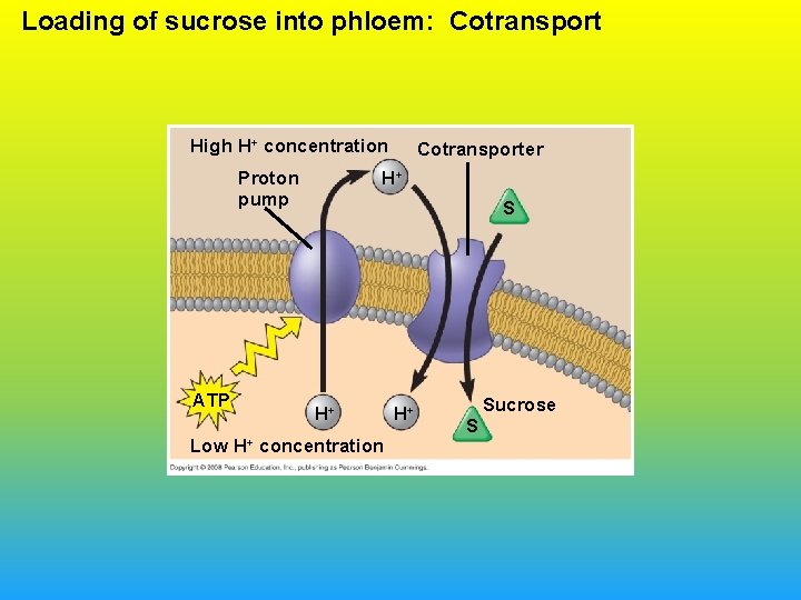 Loading of sucrose into phloem: Cotransport High H+ concentration Proton pump ATP Low H+