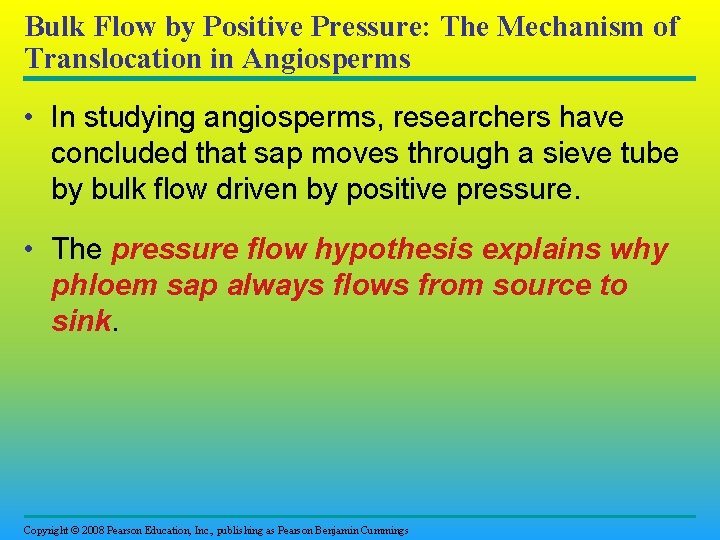 Bulk Flow by Positive Pressure: The Mechanism of Translocation in Angiosperms • In studying