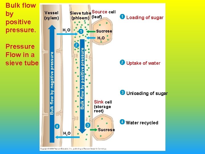 Bulk flow by positive pressure. Vessel (xylem) Sieve tube Source cell (phloem) (leaf) H