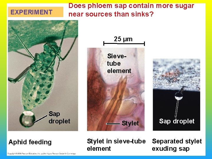 EXPERIMENT Does phloem sap contain more sugar near sources than sinks? 25 µm Sievetube