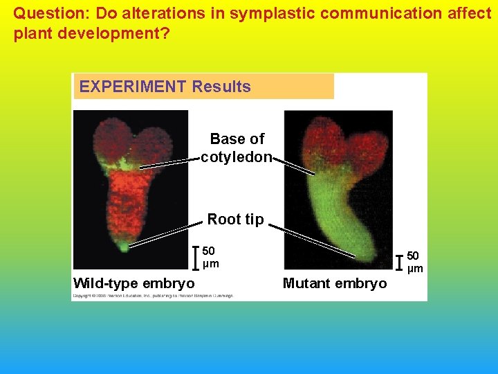Question: Do alterations in symplastic communication affect plant development? EXPERIMENT Results Base of cotyledon
