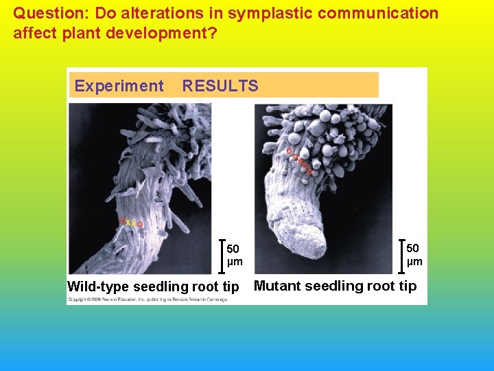 Question: Do alterations in symplastic communication affect plant development? Experiment RESULTS 50 µm Wild-type