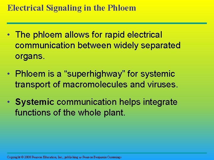 Electrical Signaling in the Phloem • The phloem allows for rapid electrical communication between