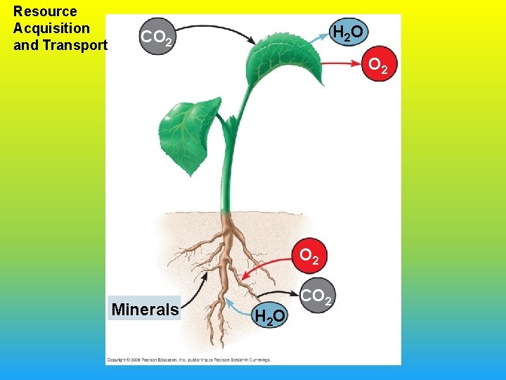 Resource Acquisition and Transport H 2 O CO 2 O 2 Minerals H 2